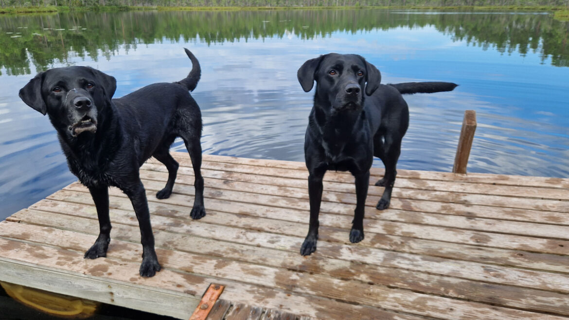 Kaksi mustaa labradorinnoutajaa seisoo kesäisellä laiturilla.